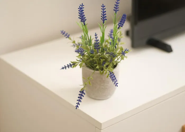 T2 Lumineux Et Cosy Idealement Situe Apartment Lourdes